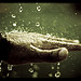 Thirsty Hand