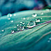 Nature Macro