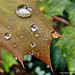 Rain Drops.